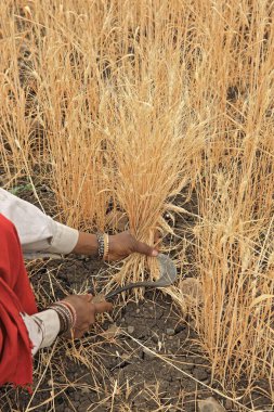 Hindistan, Madhya Pradesh 'te buğday hasat eden bir kadın.