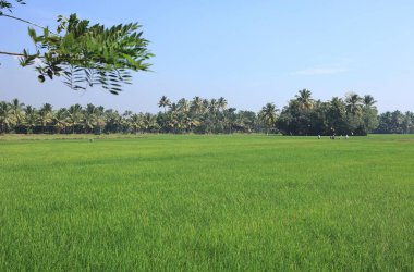yemyeşil çeltik tarlaları, Kumarakom, Kottayam bölgesi, Kerala, Hindistan