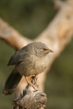 Bird, Jungle Babbler Turdoides striatus, Ranthambore Tiger Reserve Ulusal Parkı, Rajasthan, Hindistan