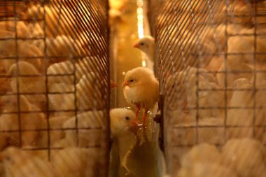 Kümes hayvanları çiftliğinde, Sangli, Maharashtra, Hindistan 'da, kafesinde tek başına duran bir piliç.