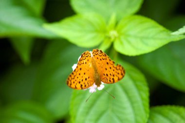 Yaygın leopar kelebeği phalanta phalantha, Hindistan