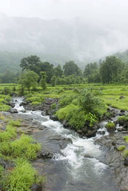 Muson nehirlerindeki Malshej manzarası Bhima, Malshej ghat, Maharashtra, Hindistan 'da birleşiyor.