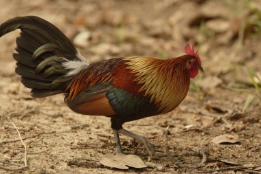 Kızıl Orman Baykuşu, Corbett Kaplan Koruma Alanı, Uttaranchal, Rajasthan, Hindistan