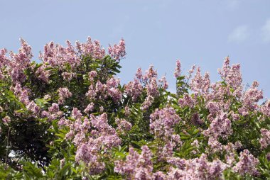 Lalbagh Bahçesi Bangalore, Karnataka Hindistan Asya 'da.