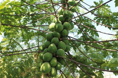 Papaya ağacı, yakın görüş, Hindistan