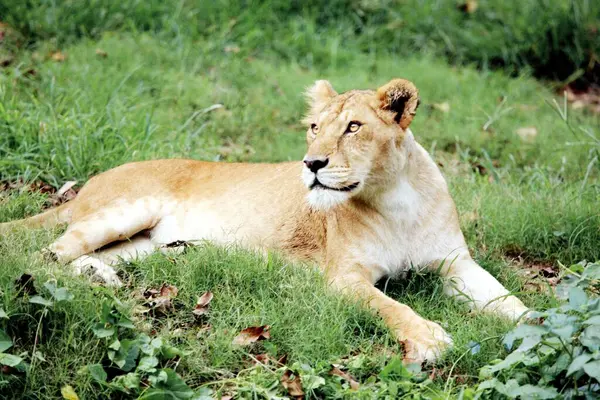 Lioness Panthera Leo Staring Guwahati Zoo Assam India — Stock Photo, Image
