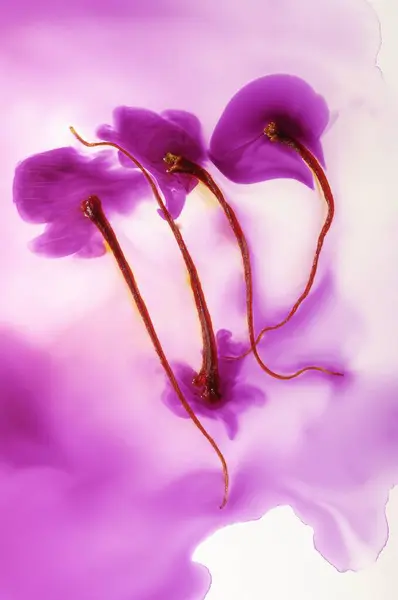 Spices Saffron Thread Water Lavender Background — Stock Photo, Image
