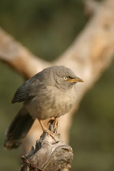 stock image bird,   Jungle Babbler Turdoides striatus , Ranthambore Tiger Reserve National Park , Rajasthan , India