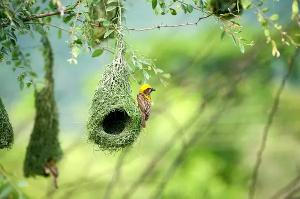 Stock image baya weaver nest indian birds wild life india