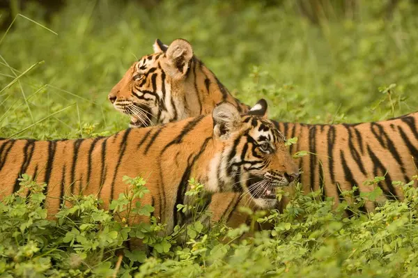 Tigers Panthera tigris, Ranthambore kaplan rezervi, Rajasthan, Hindistan