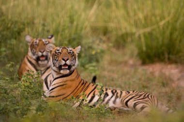 Tigers Panthera Tigris dinleniyor, Ranthambore kaplan rezervi, Rajasthan, Hindistan