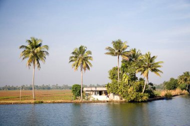 Backwaters, Alleppey, Kerala, Hindistan yakınlarındaki hindistan cevizi ağaçları