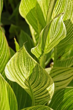 Sabah vakti yaprakların üzerinde güneş ışınları, Hindistan 