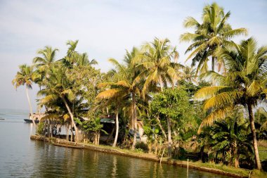 Backwaters, Alleppey, Kerala, Hindistan yakınlarındaki hindistan cevizi ağaçları