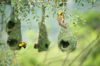Çok dokumacı kuş yuvası Hindistan 'da vahşi yaşam