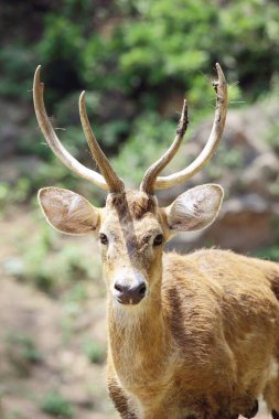Guwahati hayvanat bahçesinde arka planda Antler Geyik Elds Geyiği Cervus Eldi, Assam, Hindistan
