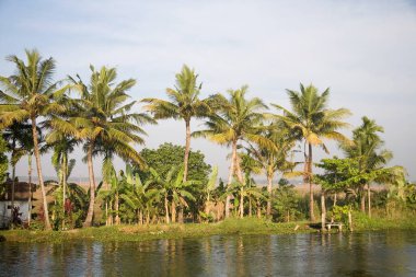 Backwaters, Alleppey, Kerala, Hindistan yakınlarındaki hindistan cevizi ağaçları