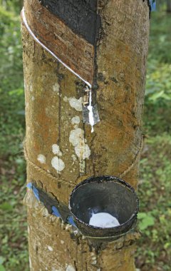 Kottayam, Kerala, Hindistan 'daki kauçuk fabrikasından toplanan ham kauçuk fitiller. 