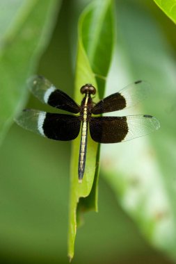 Insect , Dragonfly , Dudhwa National Park , Uttar Pradesh , India clipart