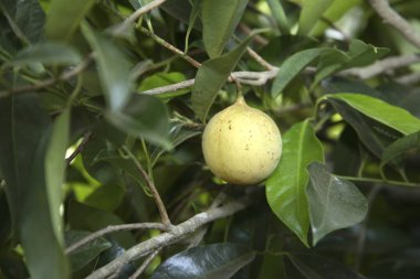 Ağaçta yetişen Nutmeg, yakın plan görünüm