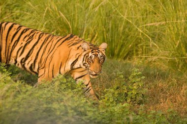 Tiger Panthera tigris, Ranthambore kaplan rezervi, Rajasthan, Hindistan