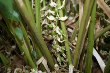 Baharatlar, ağız spreyi ve ayurvedic ilaç kakule bitkileri çiğ yeşil meyve ekimi Latin Elettaria kakule, Kerala, Hindistan 