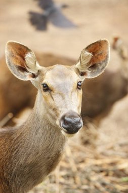 Sambar Cervus unicolor Guwahati hayvanat bahçesinde, Assam, Hindistan