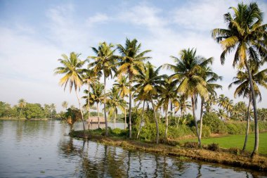 Backwaters, Alleppey, Kerala, Hindistan yakınlarındaki hindistan cevizi ağaçları