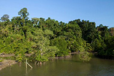 Baratang Mangrove Ortadoğu Andaman Adası Hindistan Asya 