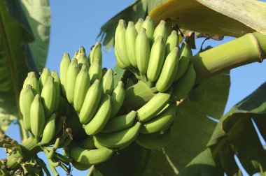 İngilizce adı Bananas, Botanik adı Musa paradisiaca, M balbisiama, M cavendishii, Family Musaceae, bir demet muzlu muz meyvesi 