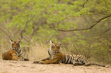 Kaplan Panthera Bengal Kaplanı Ranthambore Kaplan Koruma Ulusal Parkı, Rajasthan, Hindistan