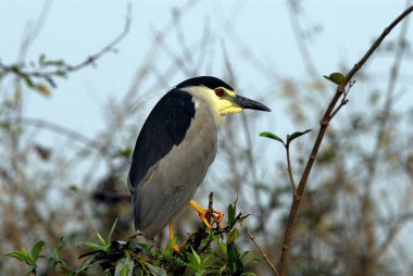 Kuş, Siyah Taç Giyen Gece Balıkçıl Nycticorax
