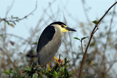 Bird, Black crowned Night Heron Nycticorax clipart