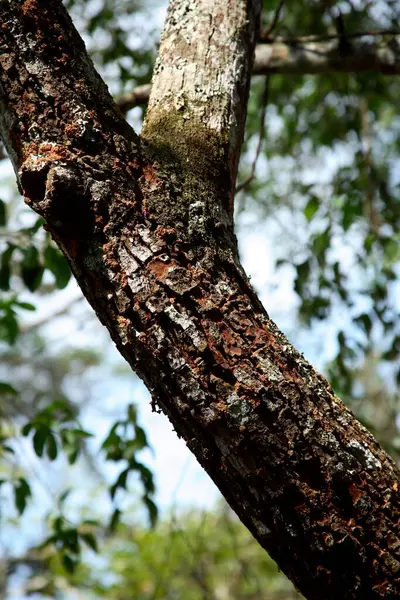 Sandal Ağacı Botanik adı Santalum albümü, Periyar Nation Park, Kerala, Hindistan 