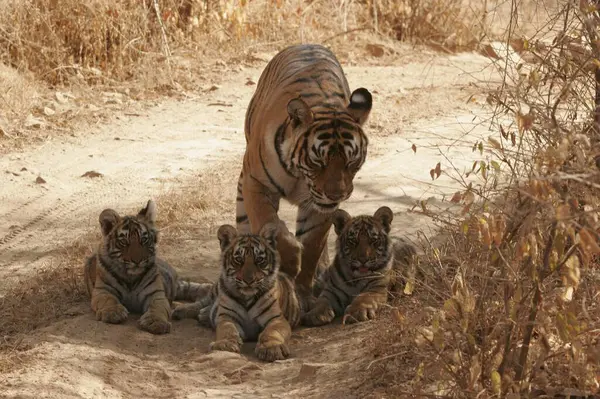 Ranthambore Ulusal Parkı, Rajasthan, Hindistan 'da Yavrularıyla Kaplan