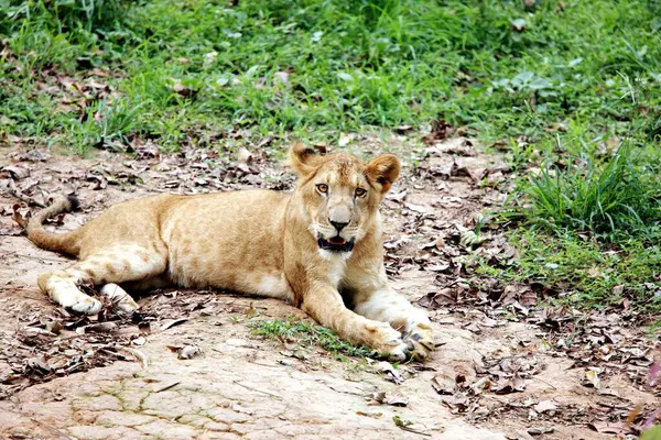 Lioness Panthera Leo Resting Guwahati Zoo Assam India — Stock Photo, Image