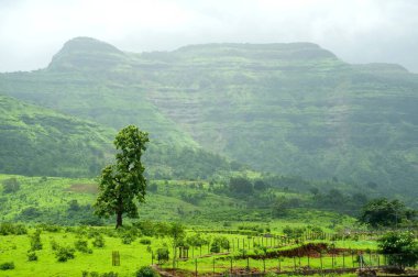 Panvel, Raigadh bölgesi, Maharashtra, Hindistan 'da muson manzarası