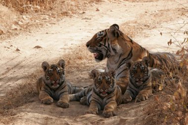 Ranthambore Ulusal Parkı, Rajasthan, Hindistan 'da Yavrularıyla Kaplan
