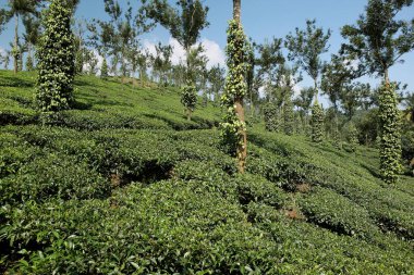 Çay çiftliği kamelya sinensis, Thekkady Idukki, Kerala, Hindistan