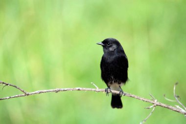 Bangalore Karnataka Hindistan Asya yakınlarındaki Manchanabele 'de Bushchat erkeği 