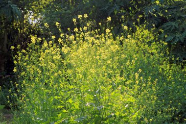 Nemawar Madhya Pradesh Hindistan 'da Kara Hardal' da organik tarım 