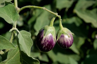 Ağacın üzerinde Brinjal Patlıcan, Akola, Maharashtra, Hindistan