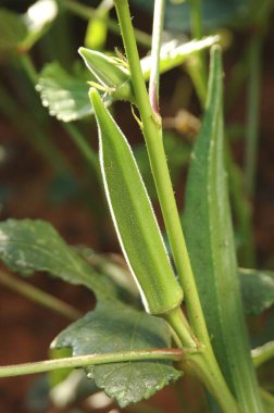 Bamya, Bayanlar Parmak Sebze, yakın çekim görüntüsü