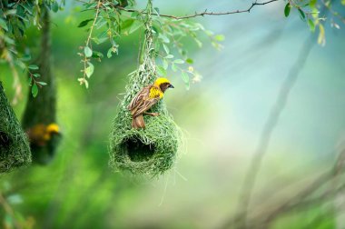baya weaver nest indian birds wild life india clipart
