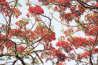 Yeşil yapraklar ve gül ağacı delonix regia, Grant Road, Bombay Mumbai, Maharashtra, Hindistan