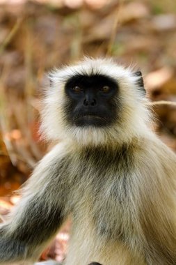 Gri Langur Bandhavgarh Ulusal Parkı Madhya Pradesh Hindistan