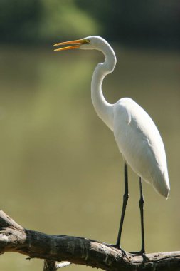 bird,  Large Egret Casmerodius albus in Keola Deo Ghana National Park in Bharatpur , Rajasthan , India clipart