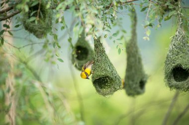Çok dokumacı kuş yuvası Hindistan 'da vahşi yaşam