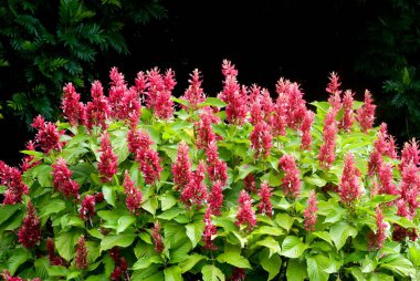Lalbagh Bahçesi Bangalore, Karnataka Hindistan Asya 'da.