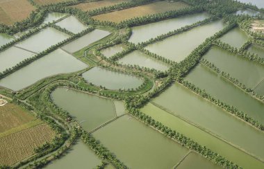 Palmiye ağaçları, Andhra Pradesh, Hindistan 'ın havadan görünüşü 